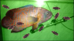 Perbandingan Kandungan Gizi Susu Kecoa dengan Ikan, Mana Lebih Baik?